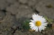 Daisy on the dry ground
