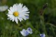 Daisy on the meadow