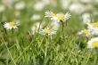 Meadow