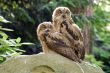 Two Owls