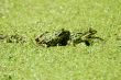 Two Frogs