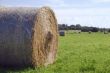 Straw ball