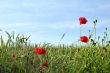 Poppy