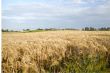 Grain