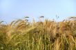 Grain