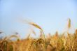 Grain