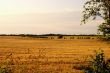 Grainfield