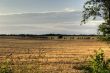 Grainfield