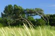 Trees in the storm