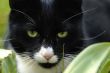 Green eyes of a cat