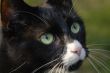 View of a cat