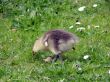 White-fronted Goose (Anser albifrons)