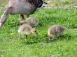 White-fronted Goose