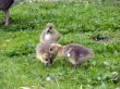 White-fronted Goose