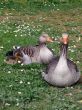 White-fronted Goose (Anser albifrons)