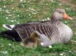 White-fronted Goose (Anser albifrons)