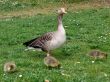 White-fronted Goose (Anser albifrons)