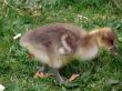 White-fronted Goose (Anser albifrons)