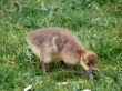 White-fronted Goose