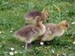 White-fronted Gooslings