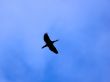 Bird Over My Head