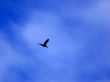 Bird Over My Head