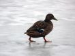 Walk On Ice