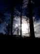 Forest Sunset