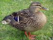 Proud Mallard Duck