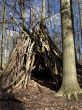 Forrest Hut