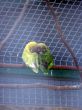 Love Birds