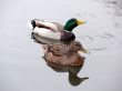 Mallard Ducks