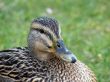 Mallard Duck Closeup
