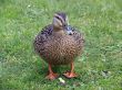 Mallard Duck & Flower