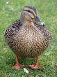 Mallard Duck & Flower
