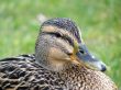 Mallard Duck Closeup