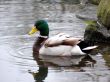 Fine Mallard Duck