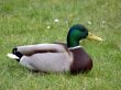 Fine Mallard Duck