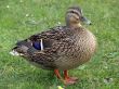 Proud Mallard Duck