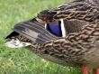 Mallard Duck Closeup