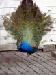 Peacock Walk