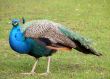 Proud Peacock