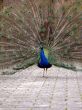 Beauty Peacock