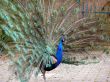 Beauty Peacock