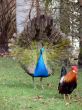 Peacock & Rooster