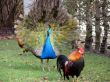 Peacock & Rooster