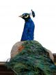 Beauty Peacock