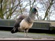 Beauty Peacock