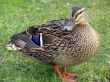 Proud Mallard Duck