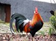 Here Comes The Rooster